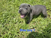 Blue Boy 1, a male Staffordshire Bull Terrier for sale in Adkins, TX – 6 of 7