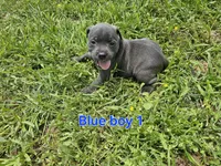 Blue Boy 1, a male Staffordshire Bull Terrier for sale in Adkins, TX – 7 of 7