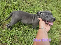 Blue girl 2, a female Staffordshire Bull Terrier for sale in Adkins, TX – 4 of 7