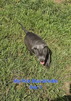 Blue brindle boy, a male Staffordshire Bull Terrier for sale in Adkins, TX – 2 of 8