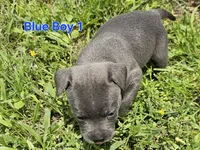 Blue Boy 1, a male Staffordshire Bull Terrier for sale in Adkins, TX – 4 of 7