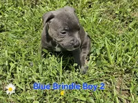 Blue brindle boy 2, a male Staffordshire Bull Terrier for sale in Adkins, TX – 2 of 4