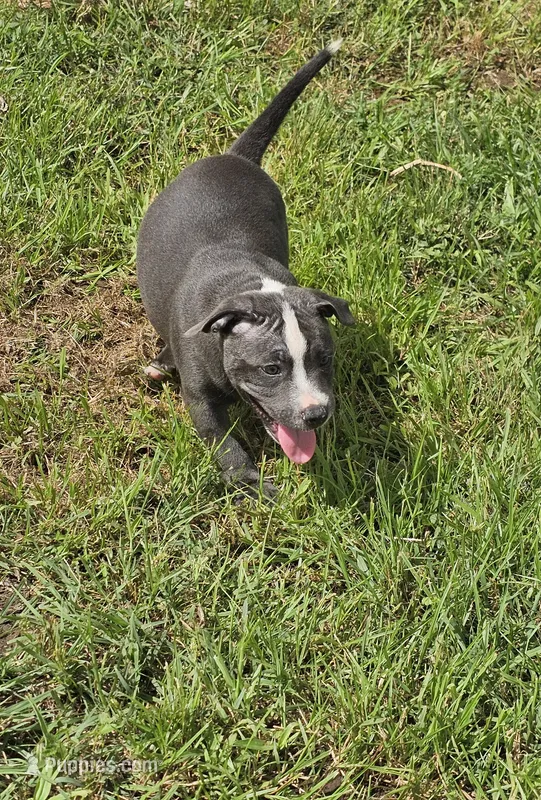 Blue and white boy 2 – Staffordshire Bull Terrier puppy for sale in Adkins, TX