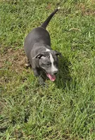 Blue and white boy 2, a male Staffordshire Bull Terrier for sale in Adkins, TX – 1 of 6