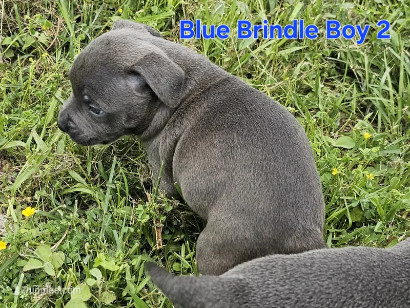 Blue brindle boy 2 – Staffordshire Bull Terrier puppy for sale in Adkins, TX