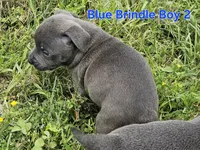 Blue brindle boy 2, a male Staffordshire Bull Terrier for sale in Adkins, TX – 1 of 4