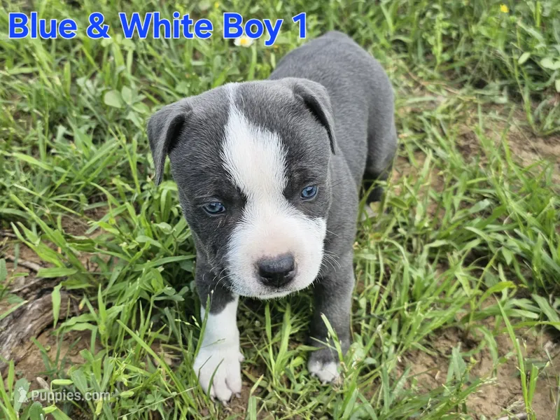 Blue and white boy 1 – Staffordshire Bull Terrier puppy for sale in Adkins, TX