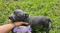 Blue girl 2, a female Staffordshire Bull Terrier for sale in Adkins, TX – 2 of 7