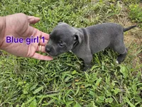 Blue girl 1, a female Staffordshire Bull Terrier for sale in Adkins, TX – 1 of 3