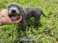 Blue girl 2, a female Staffordshire Bull Terrier for sale in Adkins, TX – 3 of 7