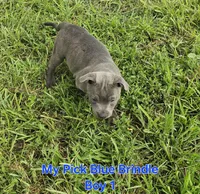 Blue brindle boy, a male Staffordshire Bull Terrier for sale in Adkins, TX – 3 of 8