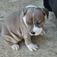 Peaches, a female Staffordshire Bull Terrier for sale in Adkins, TX – Photo 3 of 6