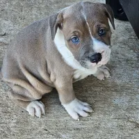 Peaches, a female Staffordshire Bull Terrier for sale in Adkins, TX – Photo 6 of 6