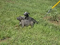 Blue and white boy 2, a male Staffordshire Bull Terrier for sale in Adkins, TX – 3 of 6