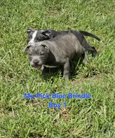 Blue brindle boy, a male Staffordshire Bull Terrier for sale in Adkins, TX – 4 of 8