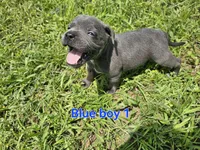 Blue Boy 1, a male Staffordshire Bull Terrier for sale in Adkins, TX – 2 of 7