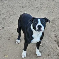 Oreo, a male Staffordshire Bull Terrier for sale in Adkins, TX – Photo 1 of 3
