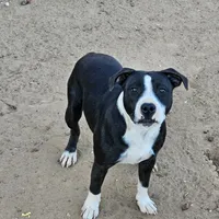 Oreo, a male Staffordshire Bull Terrier for sale in Adkins, TX – Photo 3 of 3