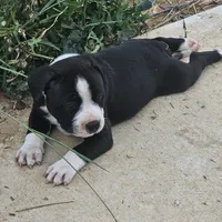 Oreo, a male Staffordshire Bull Terrier for sale in Adkins, TX – Photo 2 of 3
