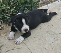 processed/9d0982de-68b5-45b4-8d0a-0ce0e224b46b/listing/699c4bbe-a1b9-40aa-ba0b-ca2d1a273915/51a16e4a-314b-48d9-a57f-6d416790e91b