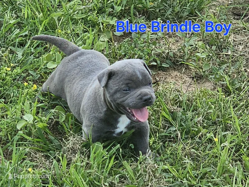Blue brindle boy – Staffordshire Bull Terrier puppy for sale in Adkins, TX