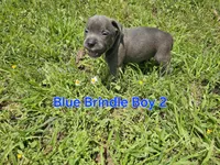 Blue brindle boy 2, a male Staffordshire Bull Terrier for sale in Adkins, TX – 4 of 4