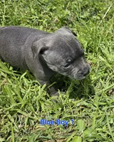 Blue Boy 1, a male Staffordshire Bull Terrier for sale in Adkins, TX – 3 of 7