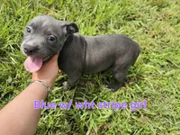 Blue and white girl, a female Staffordshire Bull Terrier for sale in Adkins, TX – 4 of 6