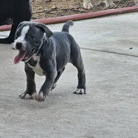 Tiny Tim blu, a male Staffordshire Bull Terrier for sale in Adkins, TX – Photo 3 of 3