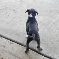 Tiny Tim blu, a male Staffordshire Bull Terrier for sale in Adkins, TX – Photo 2 of 3