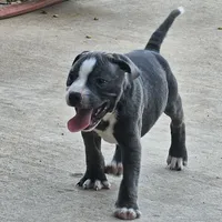 Tiny Tim blu, a male Staffordshire Bull Terrier for sale in Adkins, TX – Photo 1 of 3