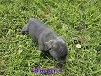 Blue girl 1, a female Staffordshire Bull Terrier for sale in Adkins, TX – 2 of 3