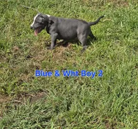 Blue and white boy 2, a male Staffordshire Bull Terrier for sale in Adkins, TX – 5 of 6