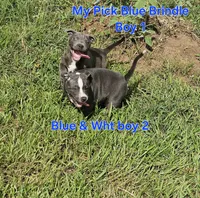 Blue and white boy 2, a male Staffordshire Bull Terrier for sale in Adkins, TX – 6 of 6