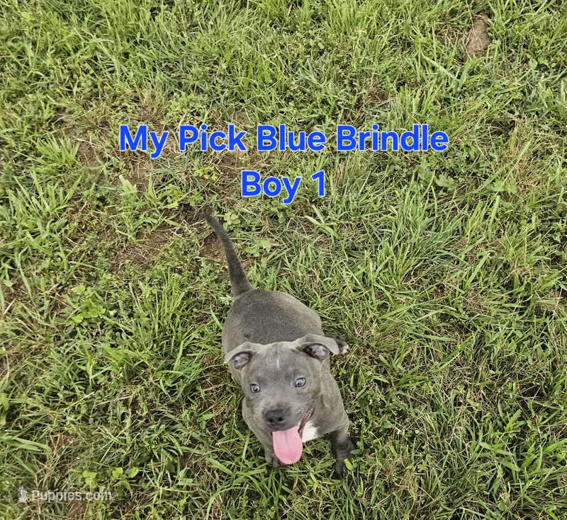 Blue brindle boy – Staffordshire Bull Terrier puppy for sale in Adkins, TX