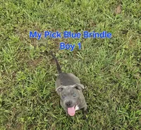 Blue brindle boy, a male Staffordshire Bull Terrier for sale in Adkins, TX – 1 of 8