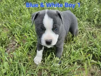 Blue and white boy 1, a male Staffordshire Bull Terrier for sale in Adkins, TX – 3 of 5