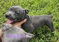 Blue girl 2, a female Staffordshire Bull Terrier for sale in Adkins, TX – 1 of 7
