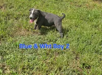 Blue and white boy 2, a male Staffordshire Bull Terrier for sale in Adkins, TX – 4 of 6