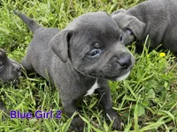 Blue girl 2, a female Staffordshire Bull Terrier for sale in Adkins, TX – 1 of 3