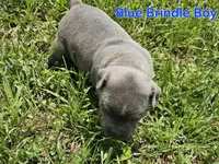 Blue brindle boy, a male Staffordshire Bull Terrier for sale in Adkins, TX – 5 of 7