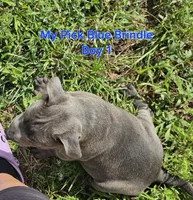 Blue brindle boy, a male Staffordshire Bull Terrier for sale in Adkins, TX – 6 of 8