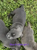 Blue and white girl, a female Staffordshire Bull Terrier for sale in Adkins, TX – 2 of 3