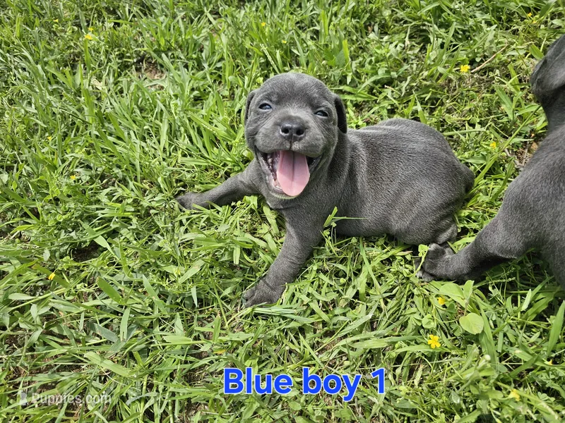 Blue Boy 1, a male Staffordshire Bull Terrier for sale in Adkins, TX – 1 of 7