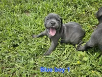 Blue Boy 1, a male Staffordshire Bull Terrier for sale in Adkins, TX – 1 of 7