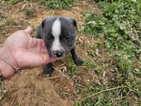 Blue and white boy 2, a male Staffordshire Bull Terrier for sale in Adkins, TX – 2 of 2