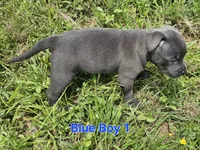 Blue Boy 1, a male Staffordshire Bull Terrier for sale in Adkins, TX – 5 of 7