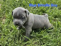 Blue brindle boy, a male Staffordshire Bull Terrier for sale in Adkins, TX – 4 of 7
