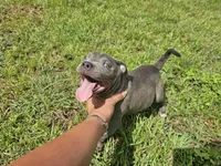 Blue brindle boy, a male Staffordshire Bull Terrier for sale in Adkins, TX – 7 of 8