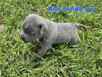 Blue brindle boy, a male Staffordshire Bull Terrier for sale in Adkins, TX – 3 of 7